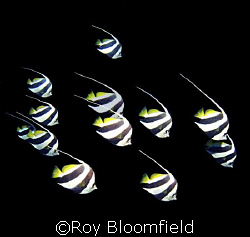 Bannerfish in formation. Taken near the island of Sumbawa. by Roy Bloomfield 